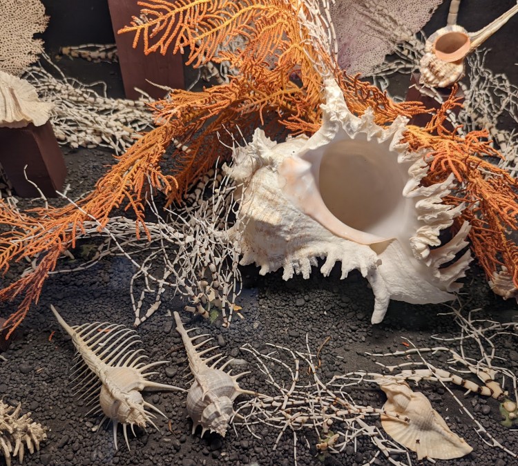 upstairs-sea-shell-museum-photo